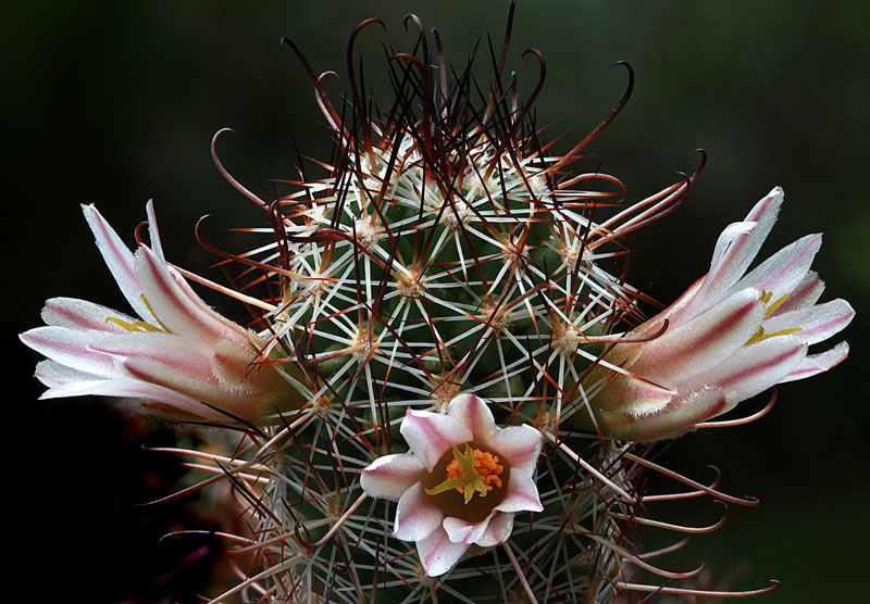 Mammillaria capensis